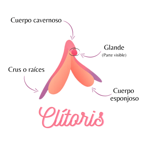 Partes del clítoris